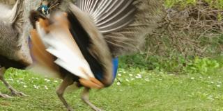 春天里，雄性孔雀用艳丽的尾巴吸引着雌性孔雀的注意。孔雀舞蹈。