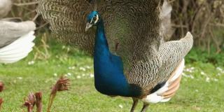 春天里，雄性孔雀用艳丽的尾巴吸引着雌性孔雀的注意。孔雀舞蹈。