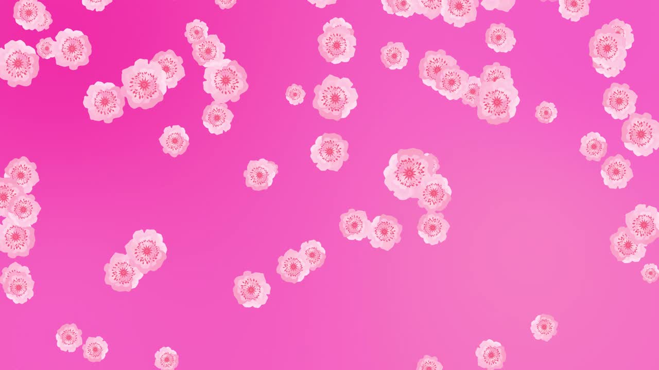 动画飞粉红樱花花。无缝循环图案与落下的日本春天樱花在彩色的背景。平面设计适用于婚礼、情人节、母亲节。4 k运动图形