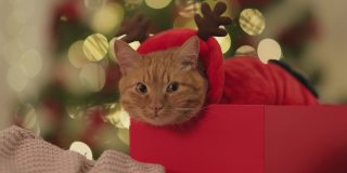 圣诞套装的搞笑猫在礼品盒里