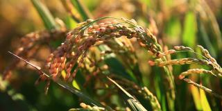 在乡下成熟的稻田里，稻谷在风中摇曳
