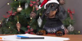 可爱的腊肠小狗戴着节日的帽子，穿着暖和的毛衣，在平安夜给圣诞老人写祝福的信或画贺卡给父母