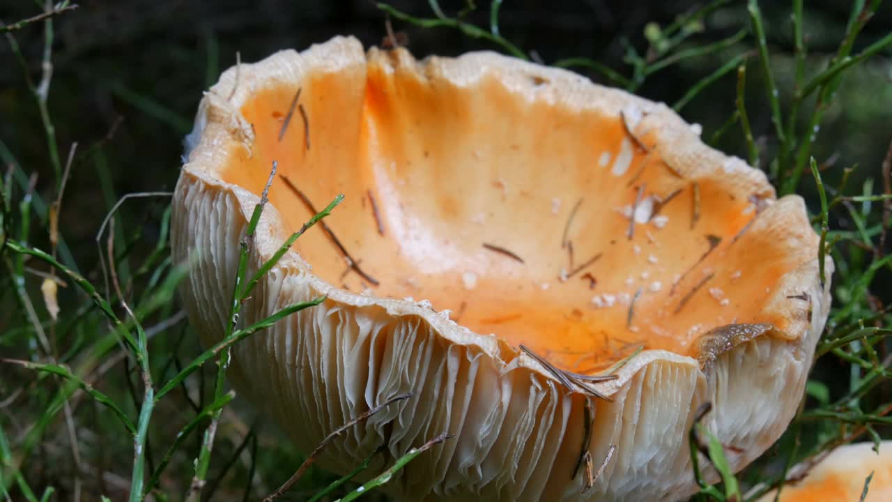 巨大的巨型蘑菇在草地近距离观察。秋收十月香菇