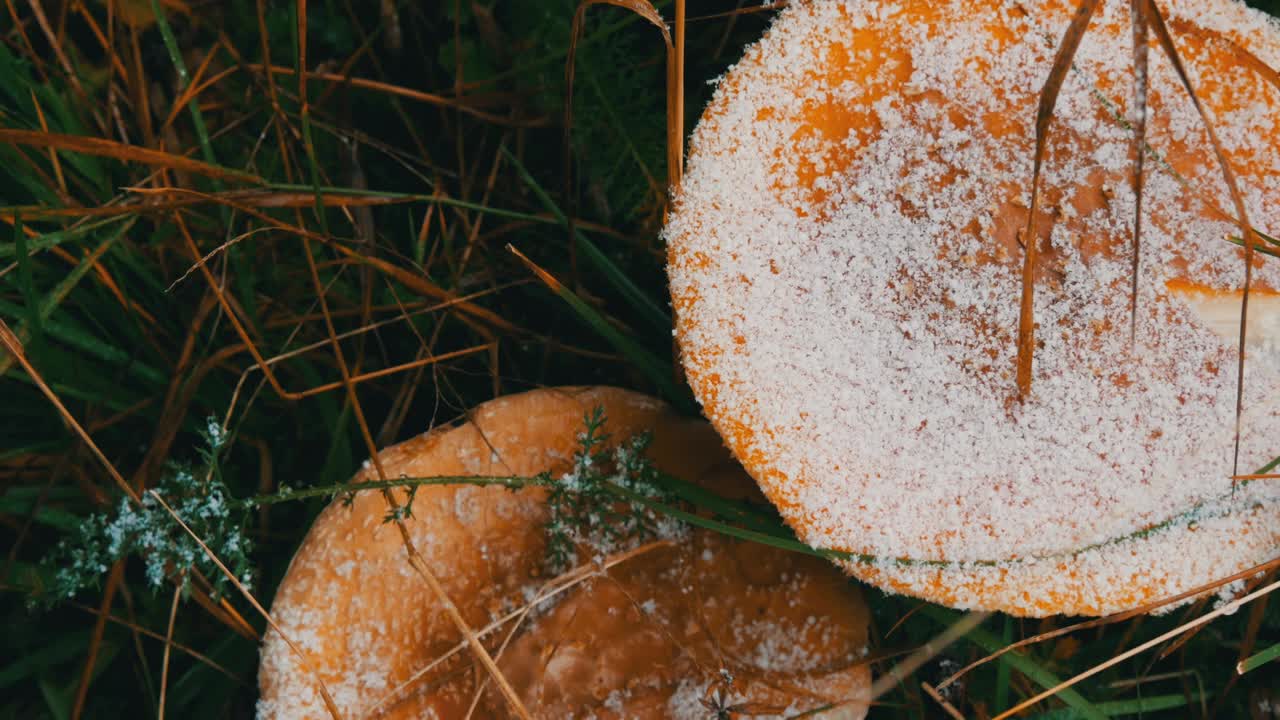 十月是蘑菇秋收的季节。从上面看，大量的飞木耳和其他蘑菇在草地上有雪的喀尔巴阡山脉