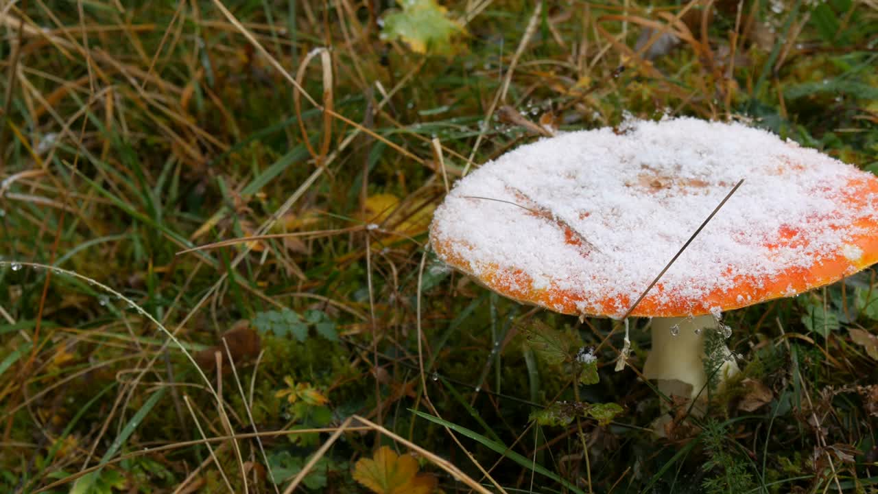 巨大的蘑菇在秋天的下雨天的草地上，覆盖着第一场雪。喀尔巴阡森林的蘑菇收获