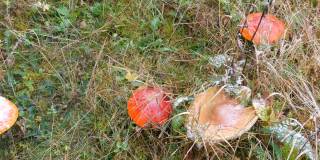 绿草上的大蘑菇，上面有雪。喀尔巴阡山脉的红蝇木耳