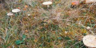 绿草上的大蘑菇，上面有雪。喀尔巴阡山脉的红蝇木耳
