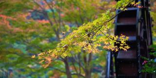 秋叶和水轮的意象
