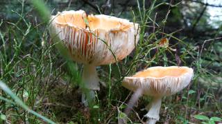 大毒菌或可食用的蘑菇在秋天的一天生长在草地上。视频素材模板下载