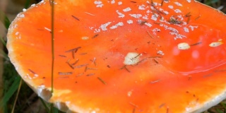 近视图的巨大的红色苍蝇木耳在草近视图。十月秋香菇收获季节