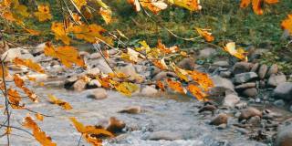 乌克兰喀尔巴阡山脉，秋天的山溪流过巨大的石头