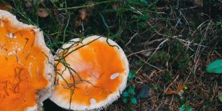 十月蘑菇丰收。巨型蘑菇在秋天的草地近距离观察。