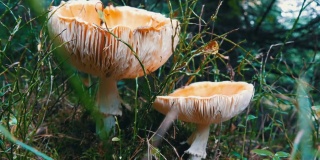 大毒菌或可食用的蘑菇在秋天的一天生长在草地上。