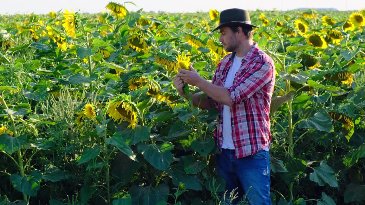 戴着牛仔帽、穿着格子衬衫的农民在秋收时看着葵花籽