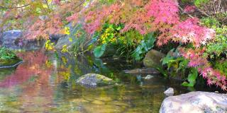 秋叶和美丽河流的意象