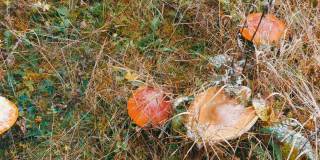 十月是蘑菇秋收的季节。在喀尔巴阡山脉的草地上，有大量的蝇木耳和其他蘑菇