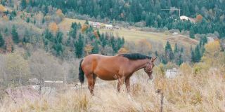 在喀尔巴阡山脉的山坡上，一匹美丽的红马在吃草