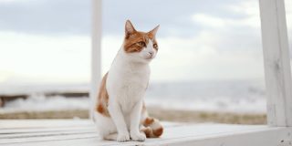可爱的成年姜白色毛皮猫放松在海洋上，享受美丽的景色