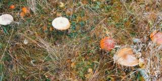 十月是蘑菇秋收的季节。从上面看，大量的飞木耳和其他蘑菇在草地上有雪的喀尔巴阡山脉