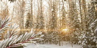 冬季景观有降雪，云杉枝上结霜生长间隙，圣诞冬季美丽景观