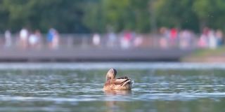 野鸭在明亮的夕阳下在湖水中游泳。观鸟的概念