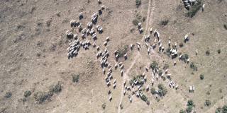 鸟瞰图的羊群在农业农场