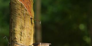 近距离拍摄胶乳橡胶树，胶乳从橡胶树中提取