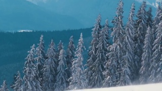 高大的常青松树在寒冷明亮的日子里，在冬季暴雪期间的强风中摇摆视频素材模板下载