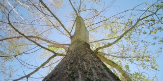 公园里白桦树长长的树枝在明亮的阳光照射下