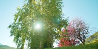 高桦树和装饰苹果树在明亮的阳光