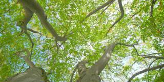 桦树分叉的树枝和苔藓覆盖的树干