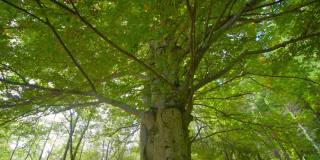 桦树分叉的树枝上覆盖着绿色的叶子