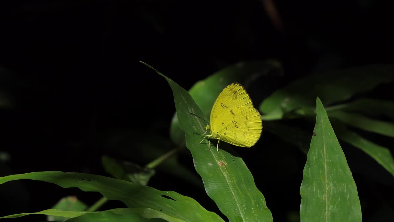 热带雨林中的黄蝴蝶。
