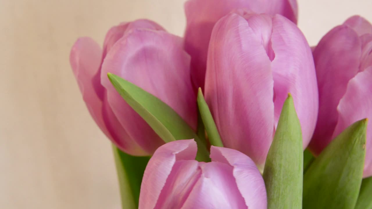 特写照片优雅的粉红色郁金香旋转在灰色的背景。