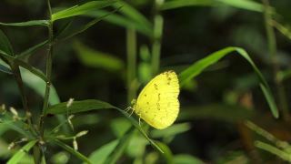 热带雨林中的黄蝴蝶。视频素材模板下载