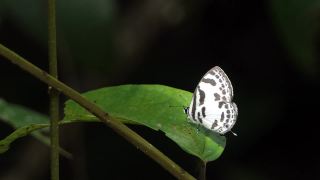 热带雨林中的带蓝色皮耶罗蝴蝶。视频素材模板下载