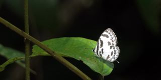 热带雨林中的带蓝色皮耶罗蝴蝶。