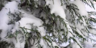 杜松枝和球果在冰雪下，在阴天下雪天。雪后的霜冻冬季。永恒的自然之美。雪下的杜松子