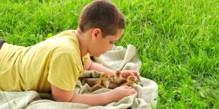 一个可爱的小男孩在夏日的草地上和小鸭们一起玩耍。