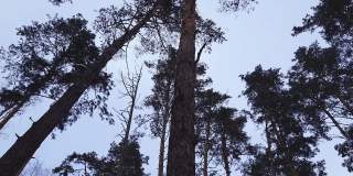 冬天森林里的老松树树干上有巢箱