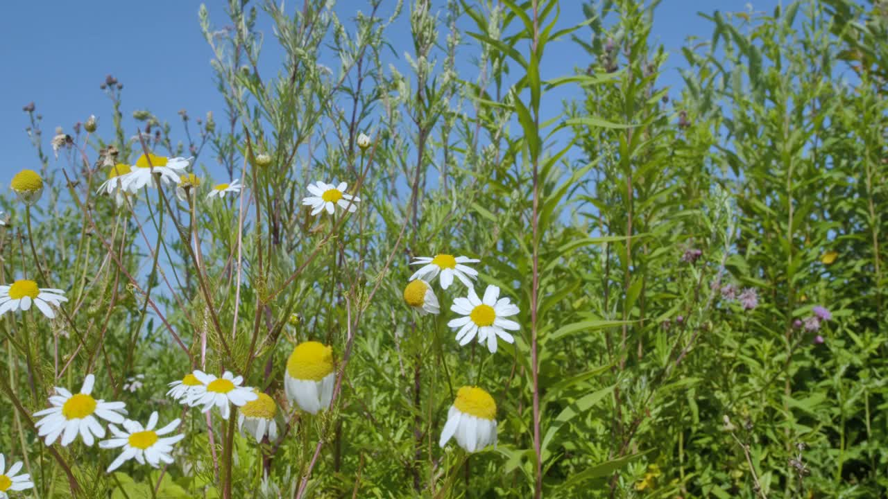 野花草地与蓝天。白花甘菊特写。野生洋甘菊花在阳光明媚的日子，蓝天下，底部。美丽的花卉景观。