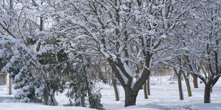 公园里的第一场雪。