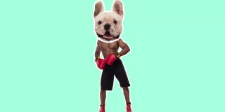 定格设计，艺术2D动画。非裔美国人与狗的头跳舞作为赢家的颜色背景。有趣的漫画拳击手。概念、当代4k拼贴画。数字复合视频