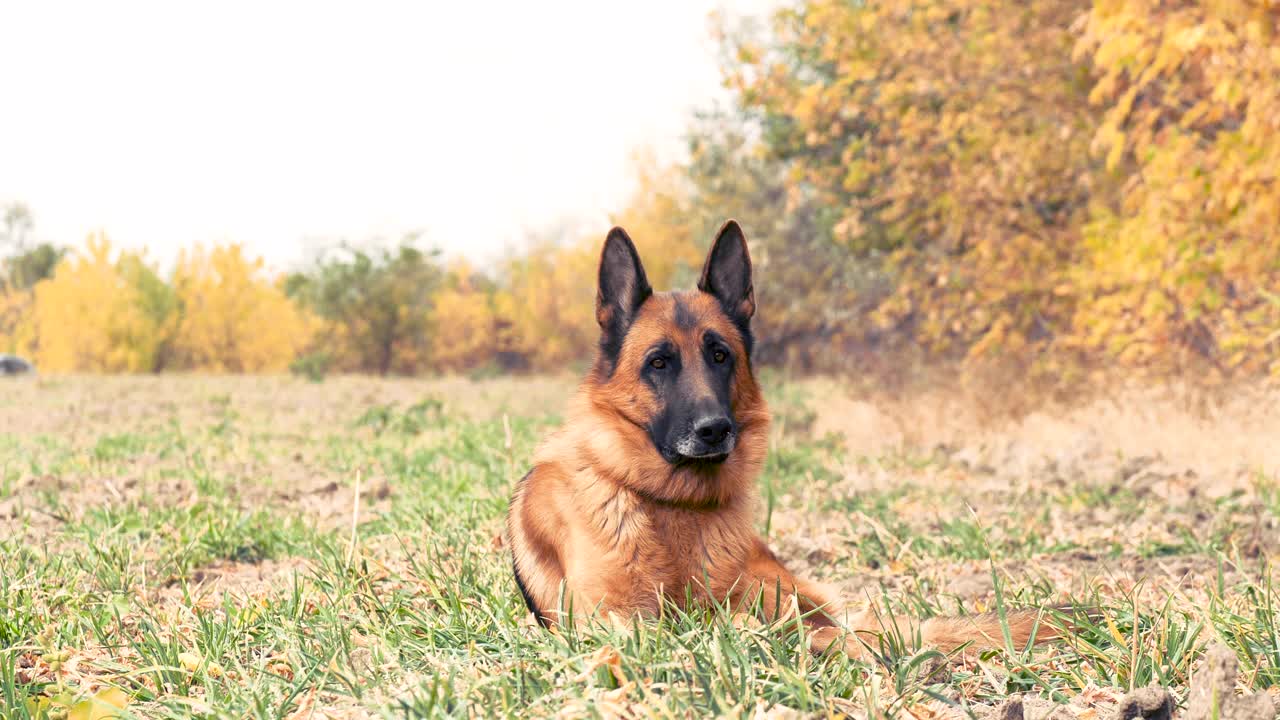 在森林附近的干草中休息的纯种德国牧羊犬。秋天的心情与家养动物在户外玩耍和盯着相机