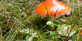 美丽的红色飞木耳在绿色的草地在森林。喀尔巴阡秋收蘑菇