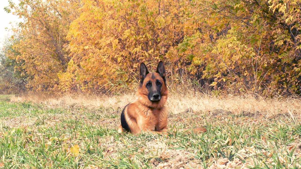 在森林附近的干草中休息的纯种德国牧羊犬。秋天的心情与家养动物在户外玩耍和盯着相机