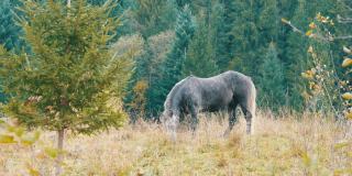 一匹漂亮的灰色马在喀尔巴阡山脉的山坡上吃草