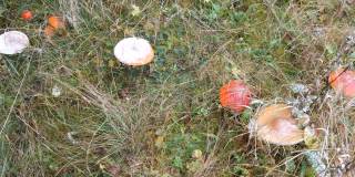 俯视图巨大的蘑菇在草地上秋天的雨天，覆盖着第一场雪。喀尔巴阡森林的蘑菇收获