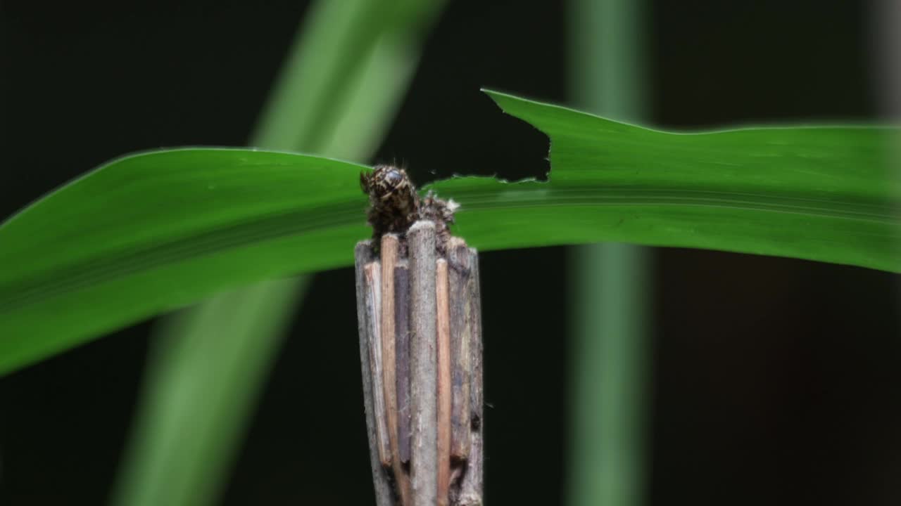 结草虫