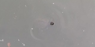 一只在池塘里游泳的乌龟